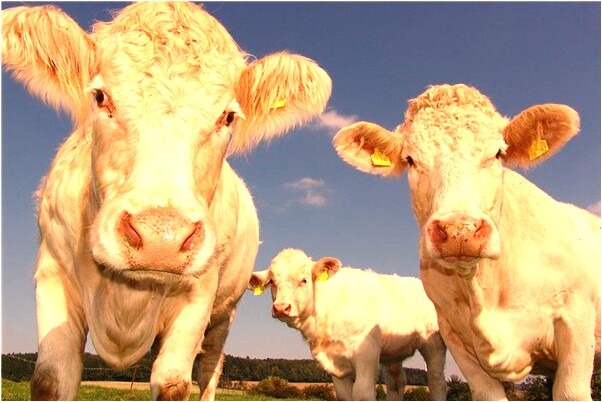 夢到不理我的女人給自己打電話是好是壞_周公解夢官網