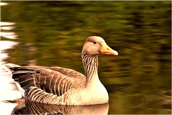 夢見被鳥追什麼寓意_周公解夢官網