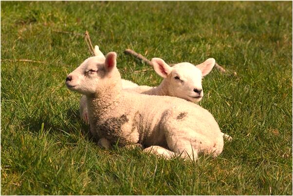 夢到男朋友要和別人結婚會怎么樣_周公解夢官網