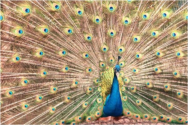 夢到了自己的師父要自己替他辦事的預兆_周公解夢官網