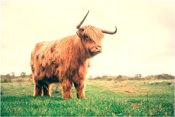 夢到了自己垃屎是吉兆嗎?_周公解夢官網