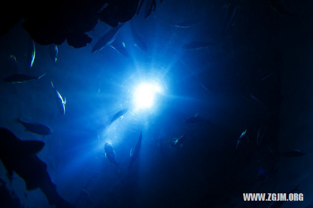 夢見被蜂子蜇_周公解夢夢到被蜂子蜇是什麼意思_做夢夢見被蜂子蜇好不好_周公解夢官網