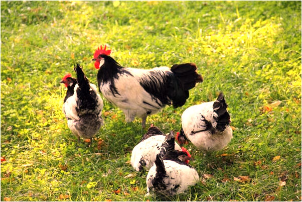 夢見冰上有人釣魚預示什麼_周公解夢官網