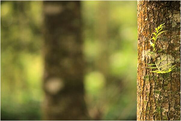 夢到第三隻眼是凶兆還是吉兆_周公解夢官網