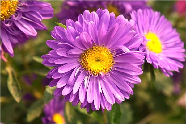 夢到他人做了岳父怎么回事_周公解夢官網