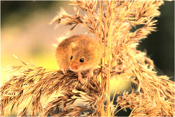 夢到男朋友與別的女生牽手是什麼徵兆_周公解夢官網