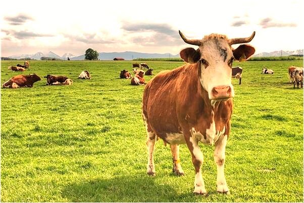 夢到了幾頭牛打架是啥意思_周公解夢官網