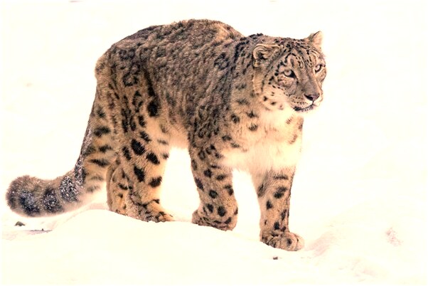 夢到姨婆給我介紹對象意味著什麼_周公解夢官網