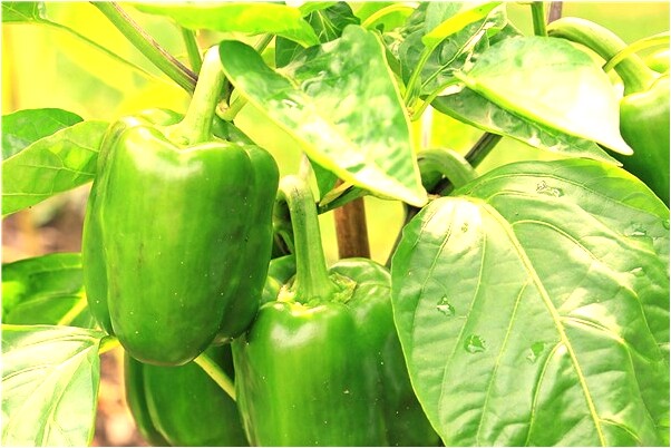 夢見別人殺人砍傷我代表什麼_周公解夢官網