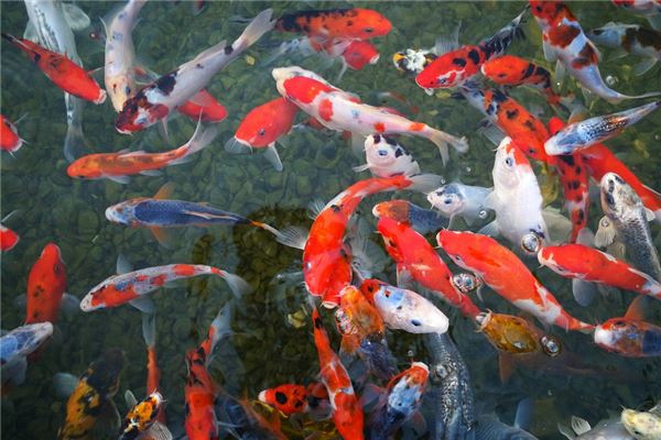 夢到了池塘里好多魚是什麼意思？_周公解夢