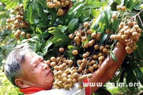 Dream of longan fruit