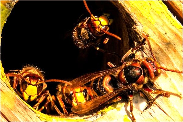 夢到了男的懷孕流產是什麼意思_周公解夢官網