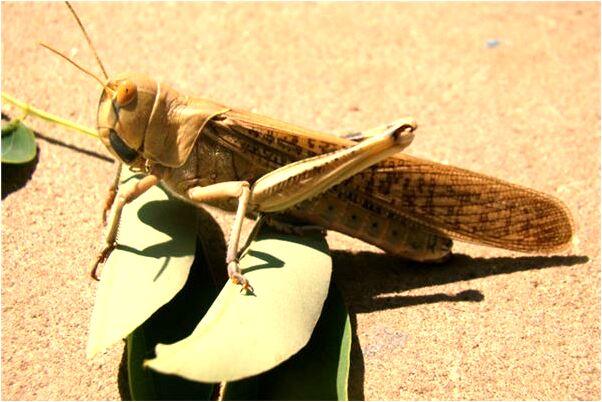 夢到這殺小爛網頁是不是好的徵兆呢_周公解夢官網