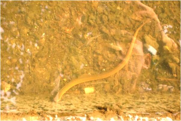 夢見鄰居幫忙打老鼠意味著什麼_周公解夢官網