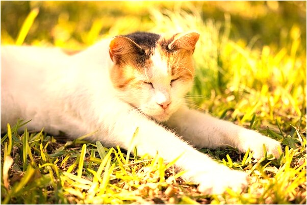 夢到和同學坐火車出行是什麼預兆？_周公解夢官網