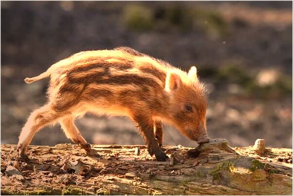 夢到自己被別人砍傷有什麼意義嗎_周公解夢官網