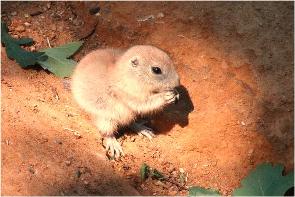 夢見棗樹被砍沒倒會有什麼預兆_周公解夢官網