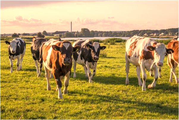 夢到和人吃肉怎么說_周公解夢官網