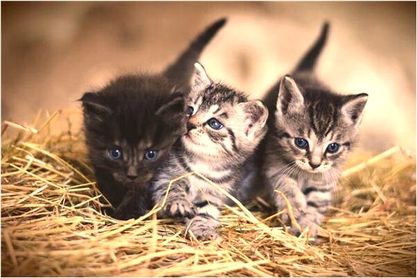 夢見自己獻血是咋回事_周公解夢官網