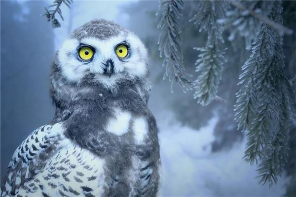 夢見貓頭鷹破解方法_周公解夢