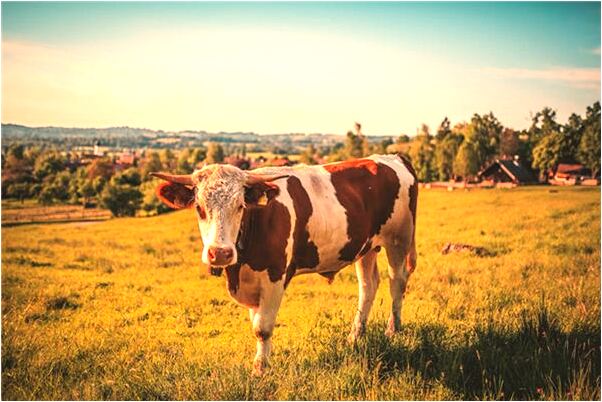 夢見大二爺伯預示什麼_周公解夢官網