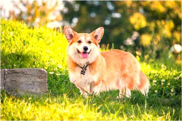 夢到在水龍洗腳有什麼意義嗎_周公解夢官網