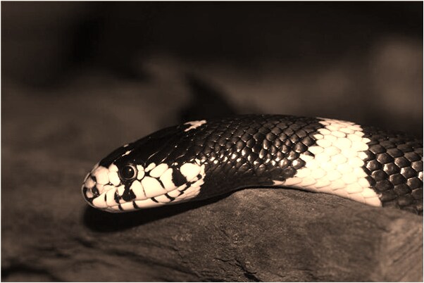 夢到老婆鞋丟了啥意思_周公解夢官網