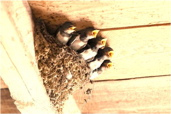 夢到親人後大哭意味什麼_周公解夢官網