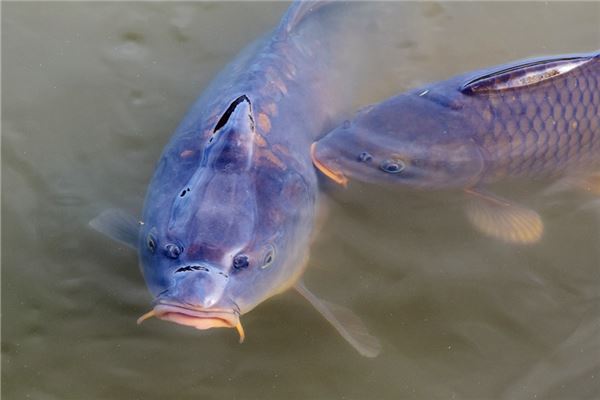 夢到了河邊抓魚意味著什麼_周公解夢