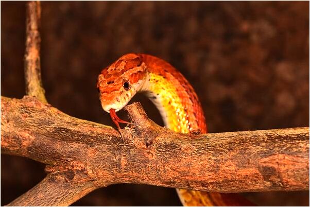 夢見女人床上有血有何寓意_周公解夢官網