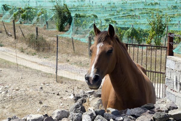 2014年什麼生肖年_十二生肖