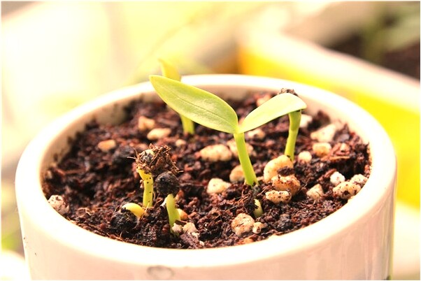 夢到算命女人有什麼含義_周公解夢官網