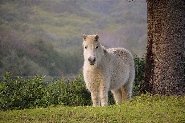 2002年是什麼屬相_十二生肖