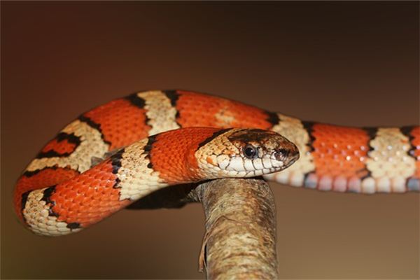 夢見花蛇是什麼意思啊_周公解夢