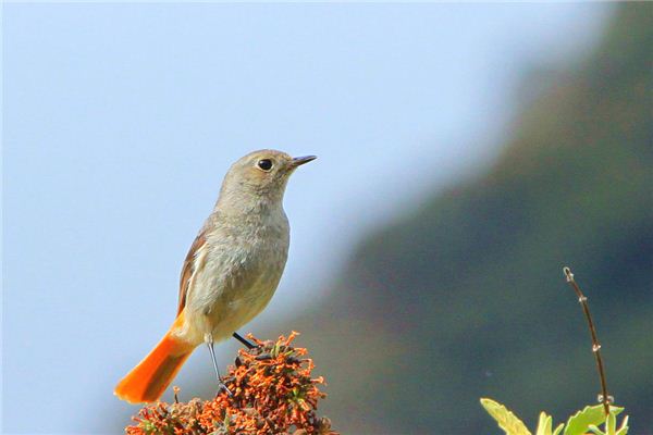 夢到小鳥是什麼意思_周公解夢