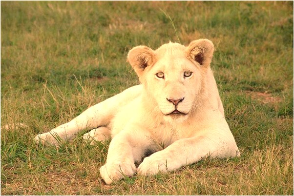 夢到自己鉞錢包丟了有什麼預兆_周公解夢官網