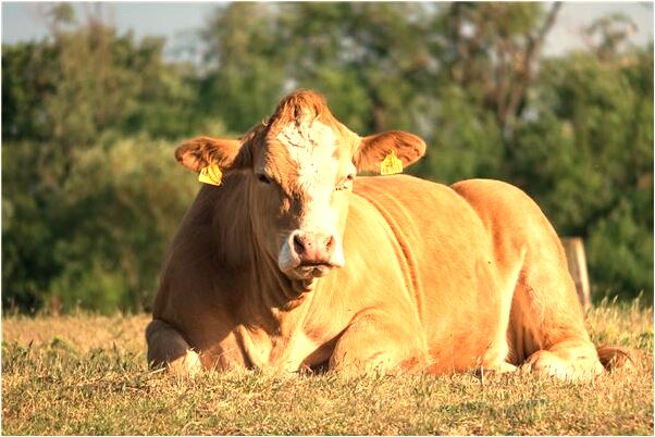 夢到了自己和奶奶爭吵是什麼兆頭_周公解夢官網