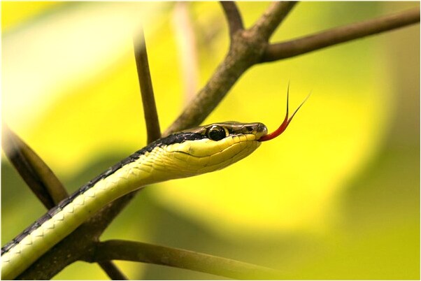 夢到死去的奶奶送我手錶是凶兆還是吉兆_周公解夢官網