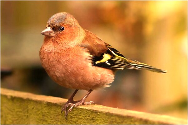 夢見琴樂聲意味著什麼_周公解夢官網