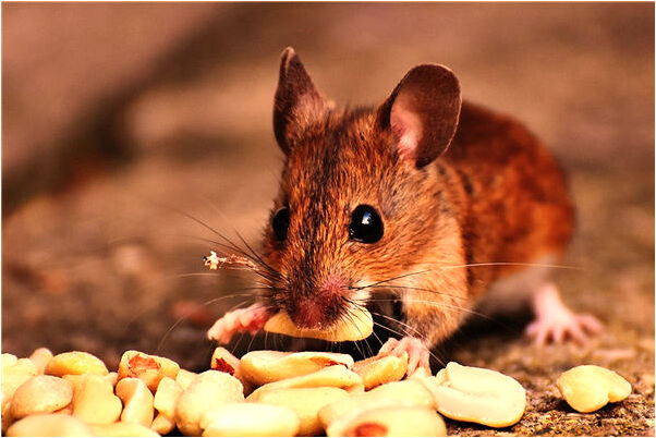 夢到了前夫提著日用品站在門口預示什麼_周公解夢官網