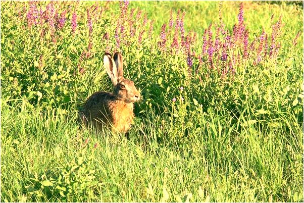 夢見很多碗是凶兆還是吉兆_周公解夢官網