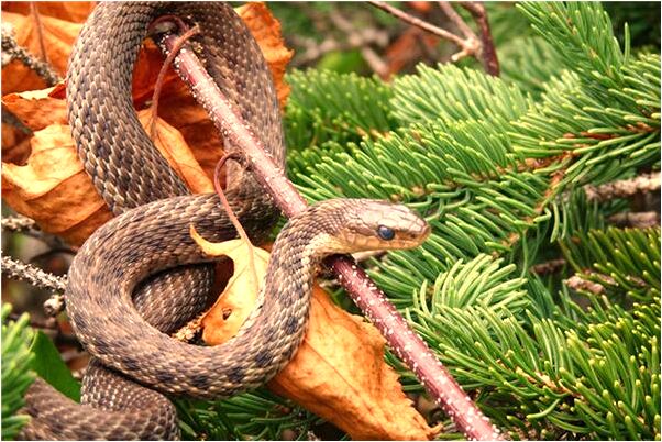 夢見被女兒氣的哭是什麼意思_周公解夢官網