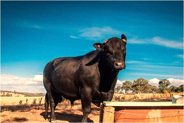 夢到了自家祖宅被占的預兆_周公解夢官網