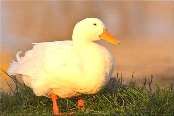 夢到大河且有小船有什麼預示嗎_周公解夢官網