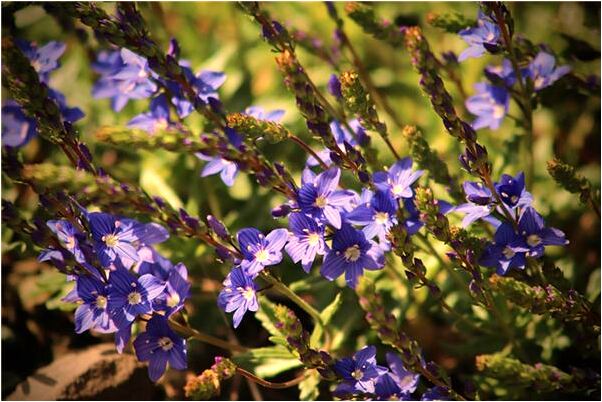 夢見爸爸用刀刺入肚中是凶兆還是吉兆_周公解夢官網