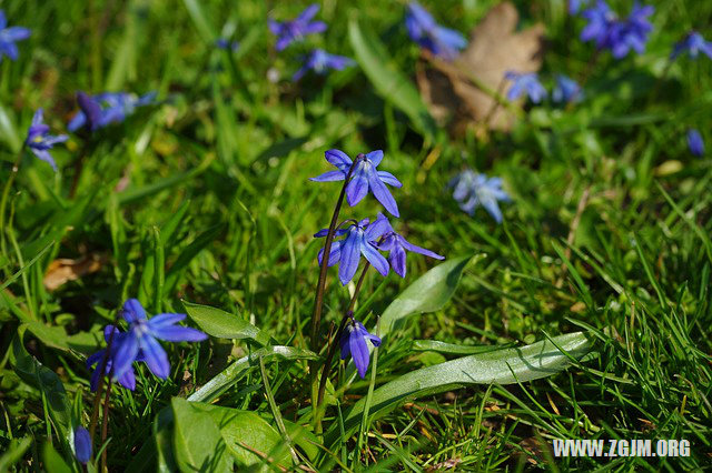夢見一條小白蛇_周公解夢夢到一條小白蛇是什麼意思_做夢夢見一條小白蛇好不好_周公解夢官網