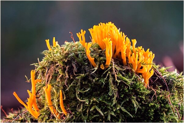 夢到清掃當眾拉的屎怎么樣_周公解夢官網