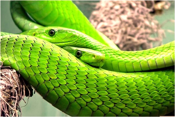 夢到好友掉進懸崖是什麼意思_周公解夢官網