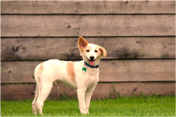 夢到死人回來叫我還債代表著什麼_周公解夢官網