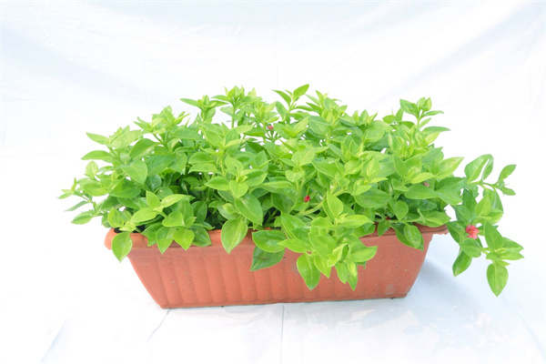 夢見買通菜有什麼含義_周公解夢